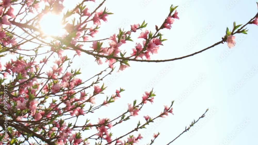Closeup of beautiful pink peach blossom branches in spring, lens flare Closeup of beautiful pink peach blossom branches in spring, lens flare