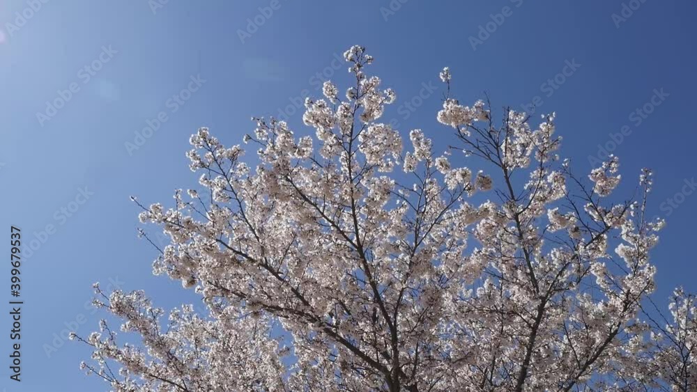 White cherry blossom treetop swaying in the wind, blue sky background White cherry blossom treetop swaying in the wind, blue sky background