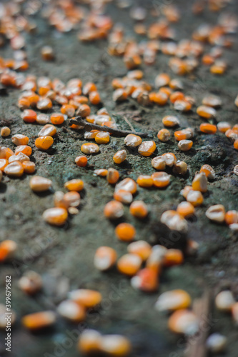 corn on the ground