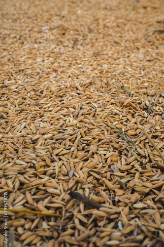 texture of rice