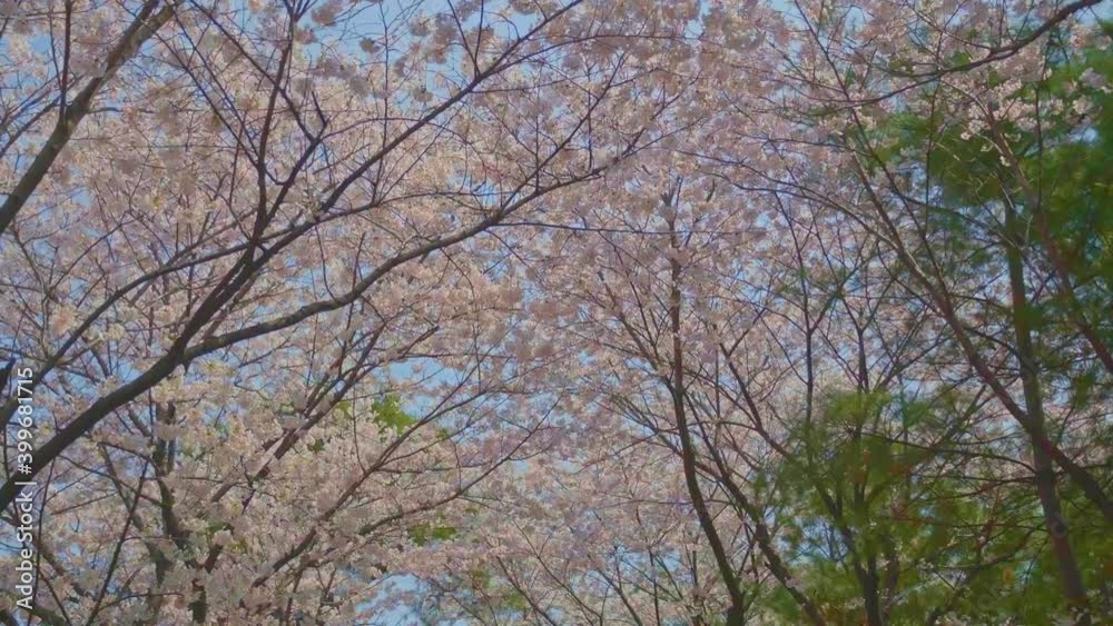 Beautiful cherry blossom treetops in the park, camera shooting up Beautiful cherry blossom treetops in the park, camera shooting up