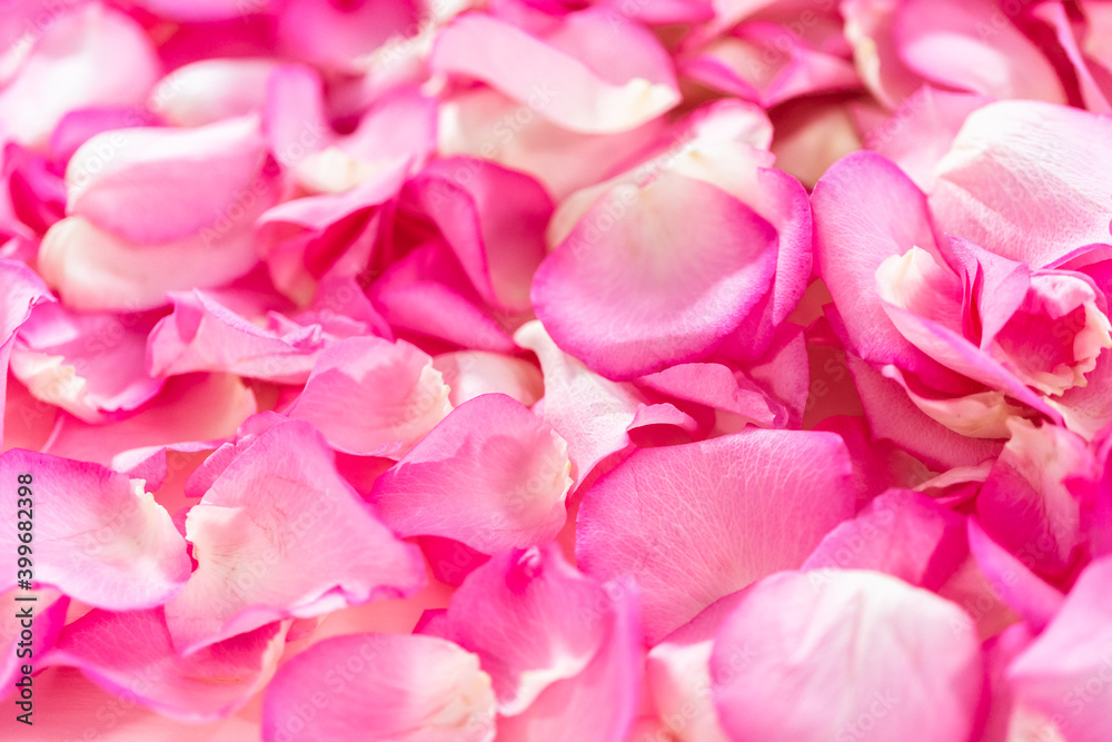 Rose petals Rose petals