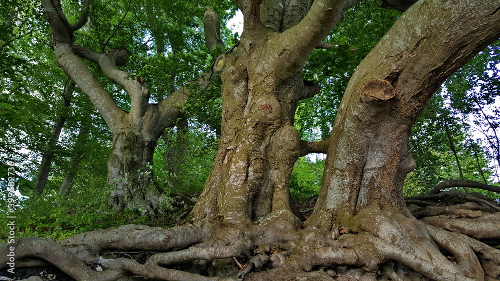 
branched tree root