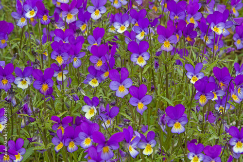 Wild pansy