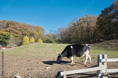晴れた日の牧場の牛。2020年干支。