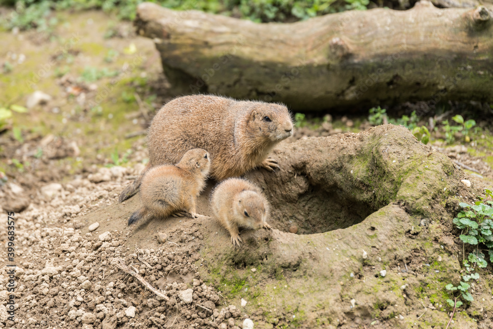 Prairie Dogs - North American Ground Squirrels With Young Animals Prairie Dogs - North American Ground Squirrels With Young Animals