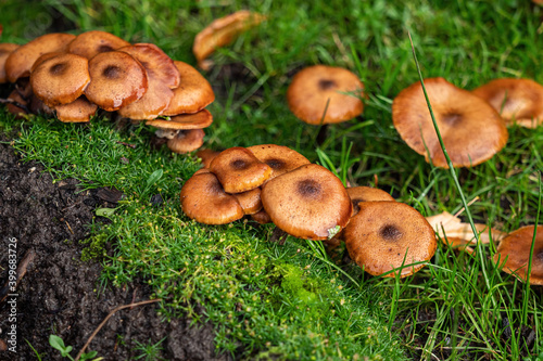 couple round cookie-like brown mushrooms grew on top of the green moss-covered ground after rain