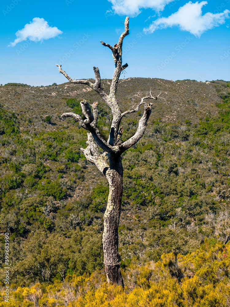 Old cork oak in the andalusian countryside. Nature park of cork oaks, Jimena, Andalusia, Spain, Europe