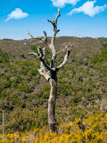 Old cork oak in the andalusian countryside. Nature park of cork oaks  Jimena  Andalusia  Spain  Europe