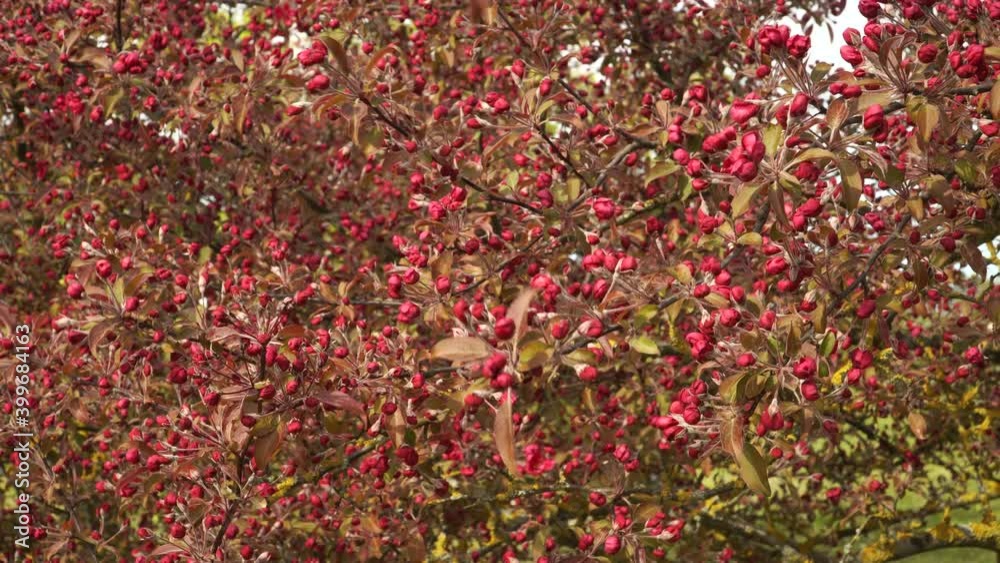 The decorative apple tree buds in red in a scenic close-up view. A spring season beautiful landscape in the garden with apple branches in buds before flowering. May month springtime scene. The decorative apple tree buds in red in a scenic close-up view. A spring season beautiful landscape in the garden with apple branches in buds before flowering. May month springtime scene.