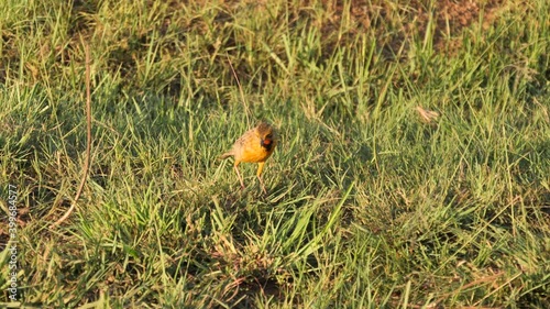 Wallpaper Mural Orange-Throated Cape Longclaw Bird Walks in Grass at Golden Hour, South Africa Torontodigital.ca
