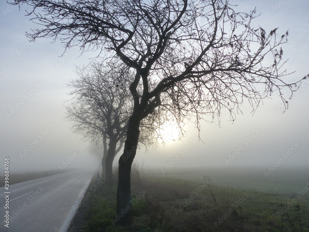 Foggy Alley, Landscape With November Fog, Rhinehesse, Rhineland Palatinate, Germany Foggy Alley, Landscape With November Fog, Rhinehesse, Rhineland Palatinate, Germany