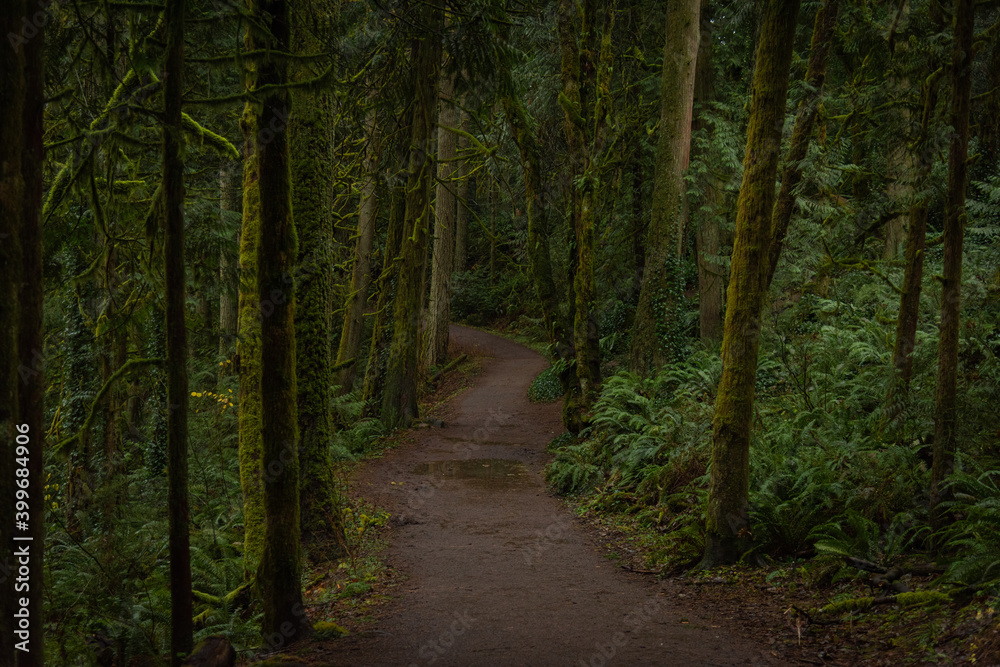 Trail path through lush green Pacific Northwest forest