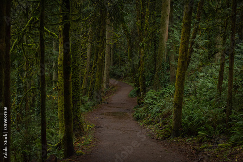 Trail path through lush green Pacific Northwest forest © Nicholas Steven