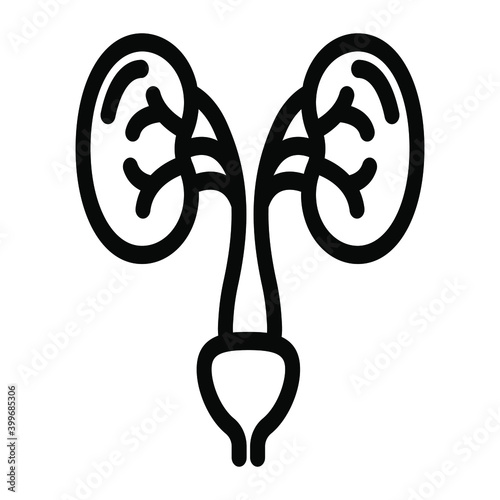 
Human renal system organ icon in filled design, kidneys icon
