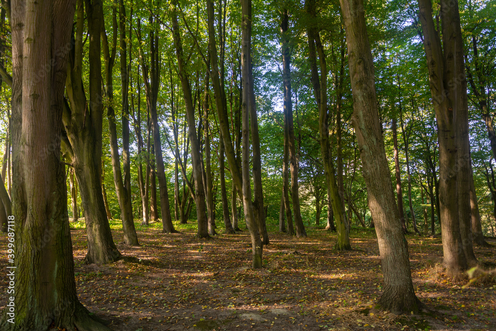 Beautiful forest with large trees and sunshine, foliage. Selective focus, fog view Beautiful forest with large trees and sunshine, foliage. Selective focus, fog view