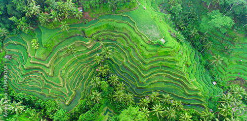 Drone view of rice plantation in bali and palms tree. Rice terraces photos from the height, bali, indonesia, ubud, the geometry of the rice field