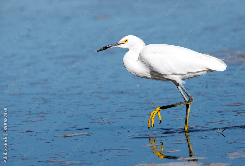 snowy egret in the San Jacinto Wildlife Area showing off its yellow feet reflecting in the water snowy egret in the San Jacinto Wildlife Area showing off its yellow feet reflecting in the water