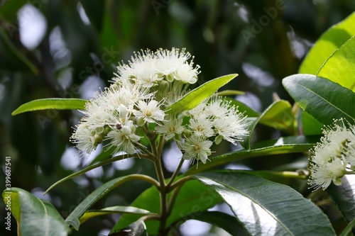 A close up shot of some beautiful white flowers of lemon myrtle tree in natural light, Queensland, Australia.  photo