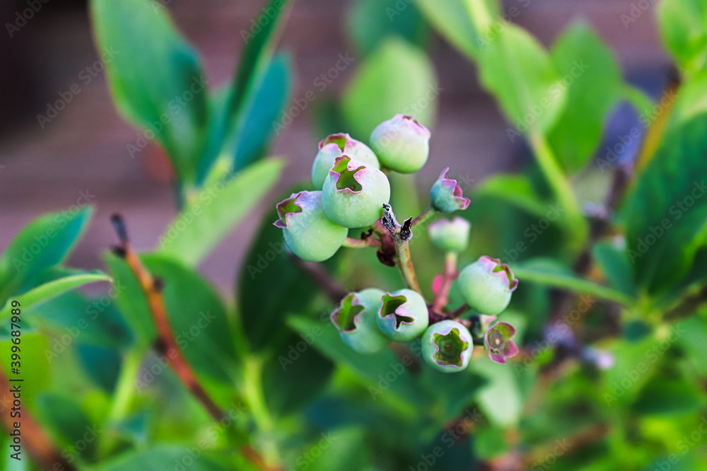 Top view of unripe blueberry fruit against bush leaves Top view of unripe blueberry fruit against bush leaves