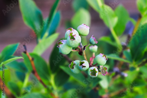 Top view of unripe blueberry fruit against bush leaves