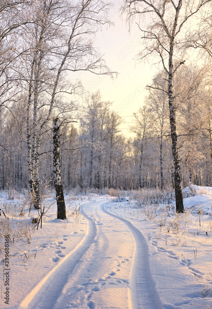 Road in the winter forest. The winding track of a car in snowdrifts among high birches