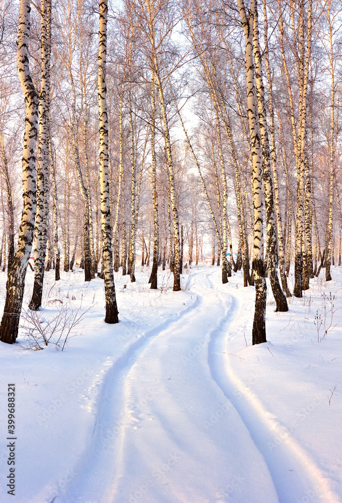 Road in the winter forest. The winding track of a car in snowdrifts among high birches