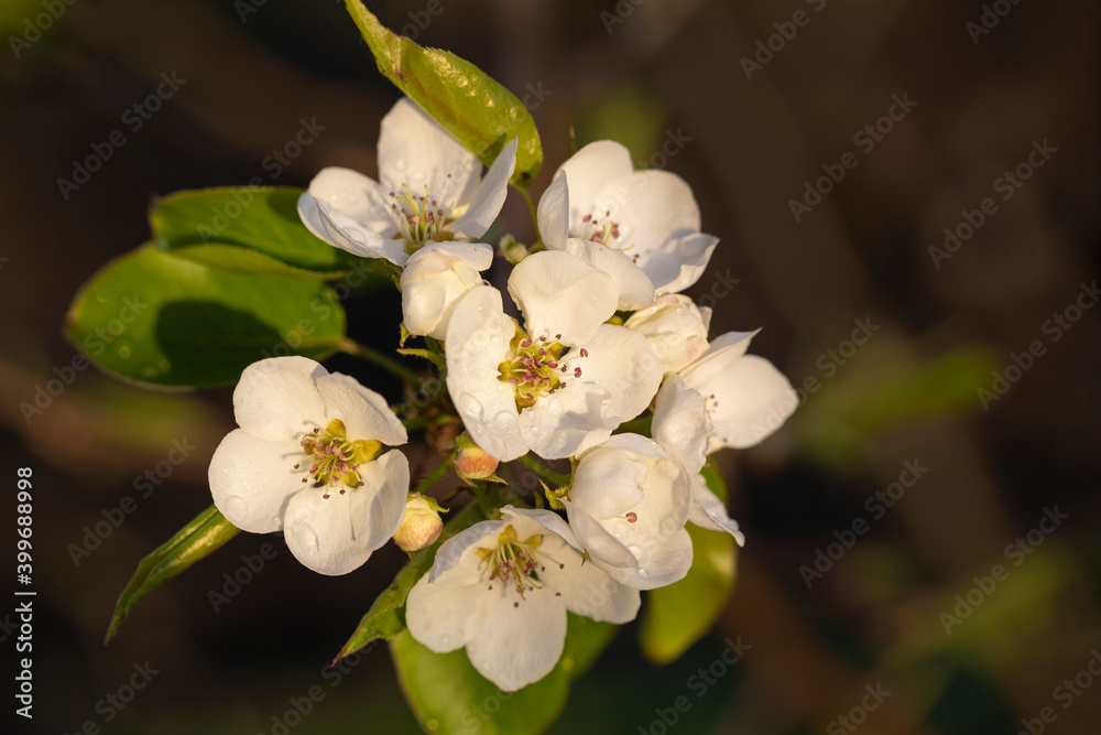 white blooming fragrant flowers of apple tree in evening rays of setting sun white blooming fragrant flowers of apple tree in evening rays of setting sun