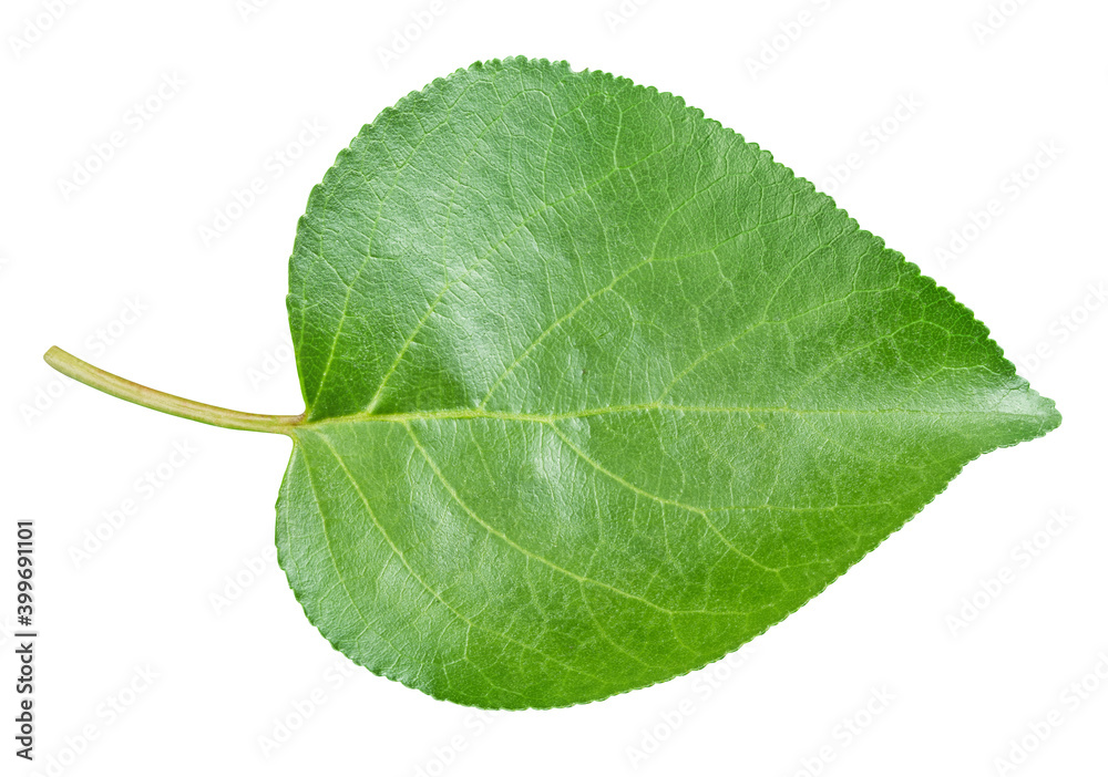 Obraz premium Apricot leaf isolated on a white background