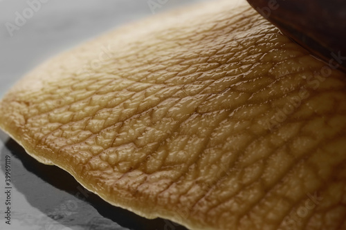 Wallpaper Mural Giant Achatina snail, closeup view Torontodigital.ca