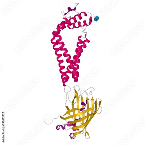 Crystal structure of human CD53, 3D cartoon model with differently colored elements of the secondary structure, white background photo