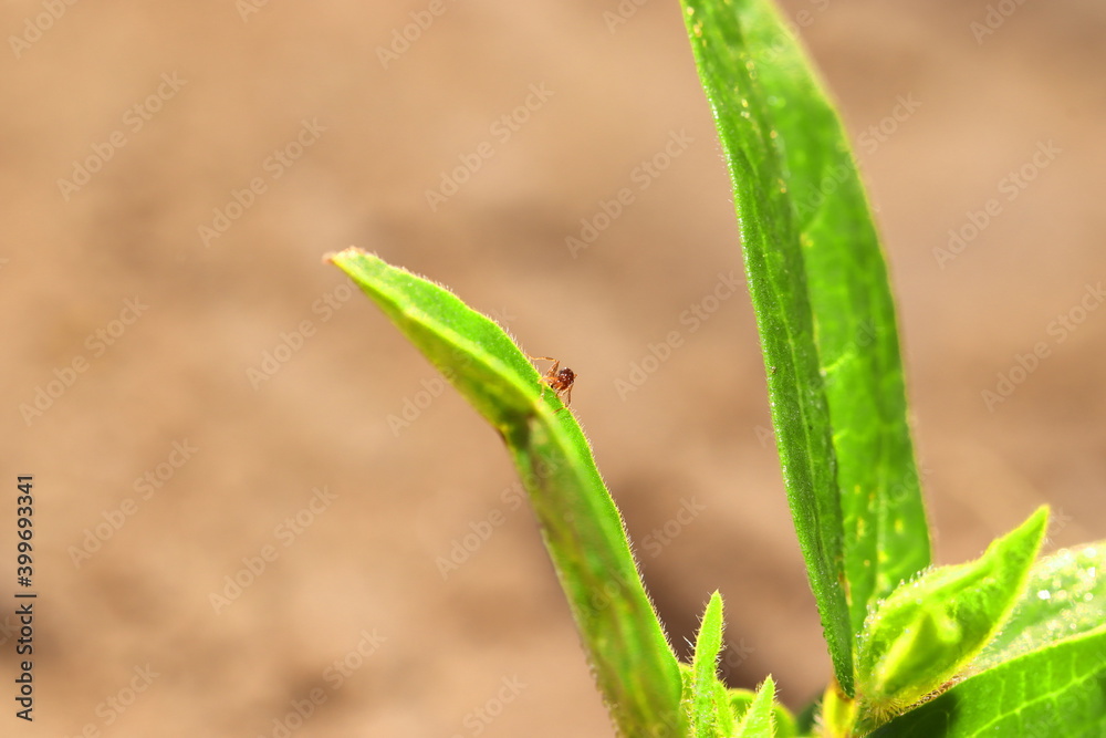View of small ants sitting on green pulse View of small ants sitting on green pulse