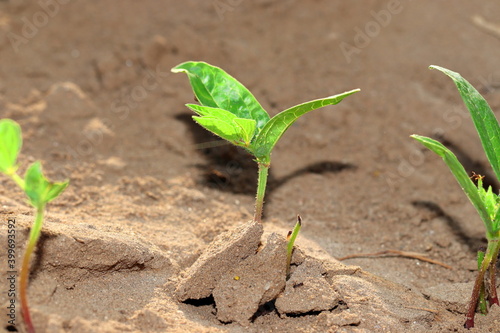 Small green pulse plant growing