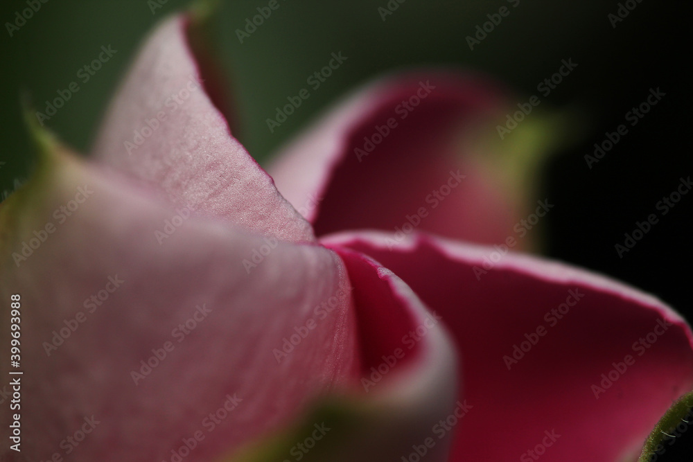 Macro shot of vinca flower bulb Macro shot of vinca flower bulb
