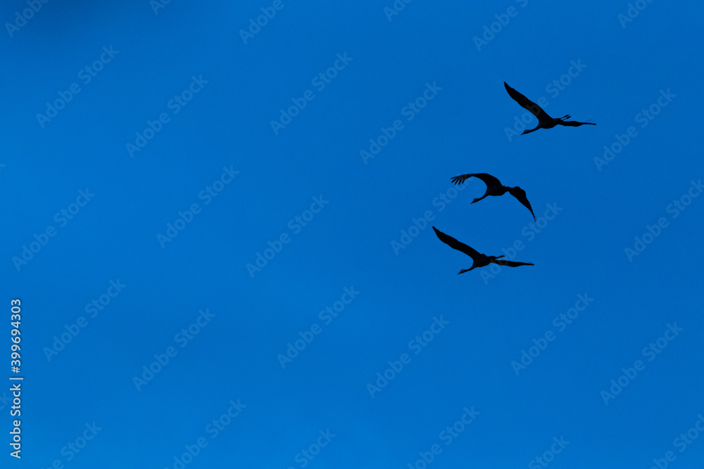fotografias de naturaleza y entorno natural de vida salvaje. fotografias de naturaleza y entorno natural de vida salvaje.