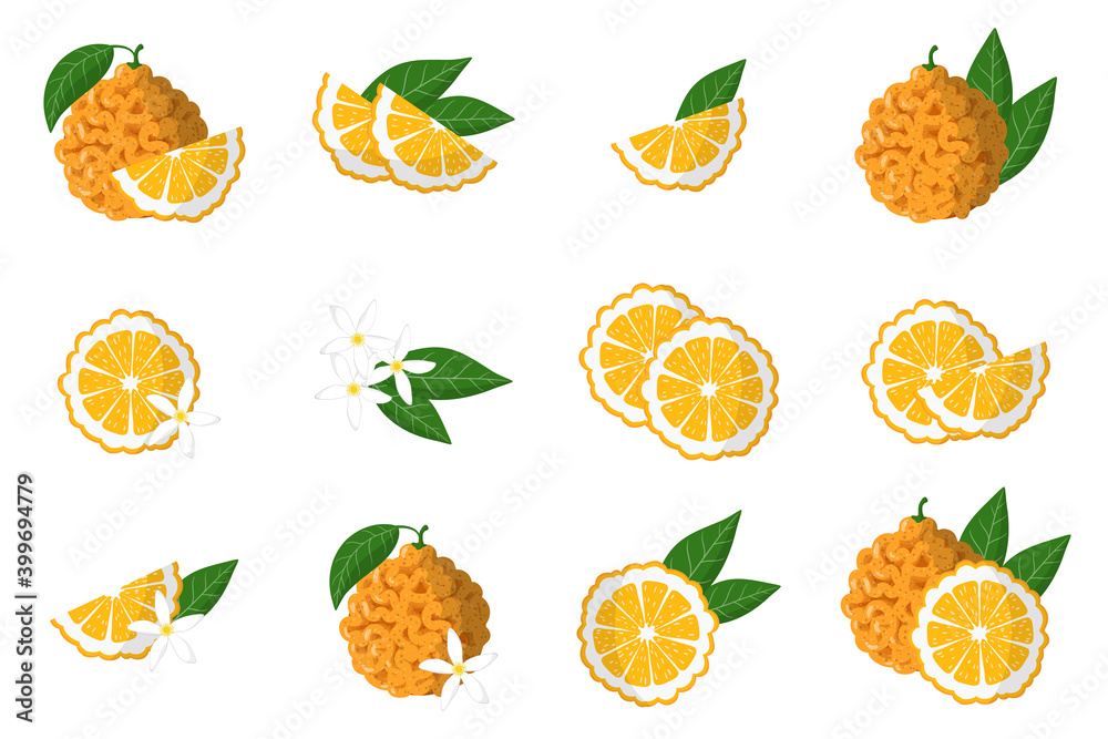 Set of illustrations with bitter orange exotic citrus fruits, flowers and leaves isolated on a white background.