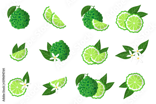 Set of illustrations with bergamot exotic citrus fruits, flowers and leaves isolated on a white background.