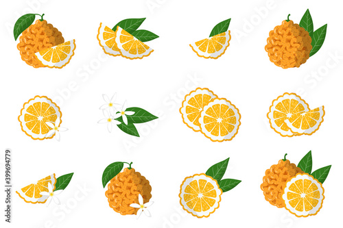 Fototapeta Naklejka Na Ścianę i Meble -  Set of illustrations with bitter orange exotic citrus fruits, flowers and leaves isolated on a white background.