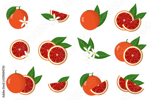 Fototapeta Naklejka Na Ścianę i Meble -  Set of illustrations with blood orange exotic citrus fruits, flowers and leaves isolated on a white background.