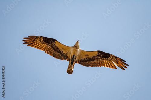 An osprey flies high above looking for prey