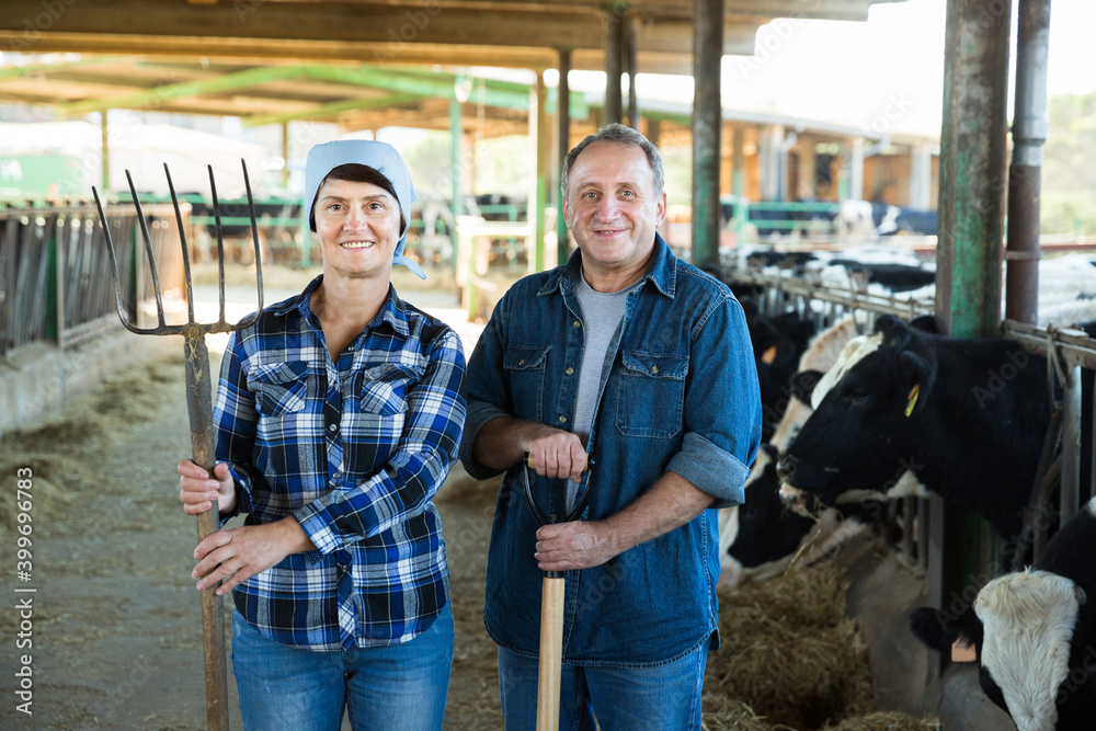 Portrait of successful senior man and woman owners of dairy farm at cowshed