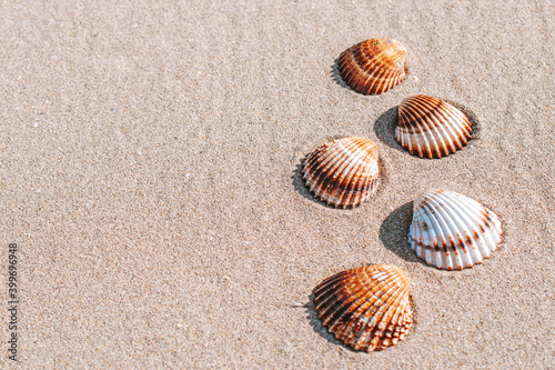 Hello summer with seashells, starfishes on sand ocean beach background. Exotic beach with copy space.