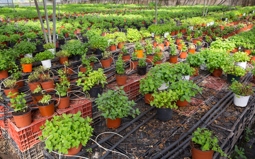 Valokuvatapetti Rows of pots with growing mint and melissa herbs in glasshouse
