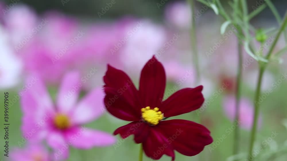 Beautiful flower field cosmos in the outdoor garden. Beautiful flower field cosmos in the outdoor garden.