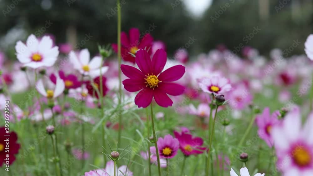 Beautiful flower field cosmos in the outdoor garden. Beautiful flower field cosmos in the outdoor garden.