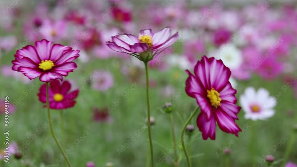 Beautiful flower field cosmos in the outdoor garden. Beautiful flower field cosmos in the outdoor garden.