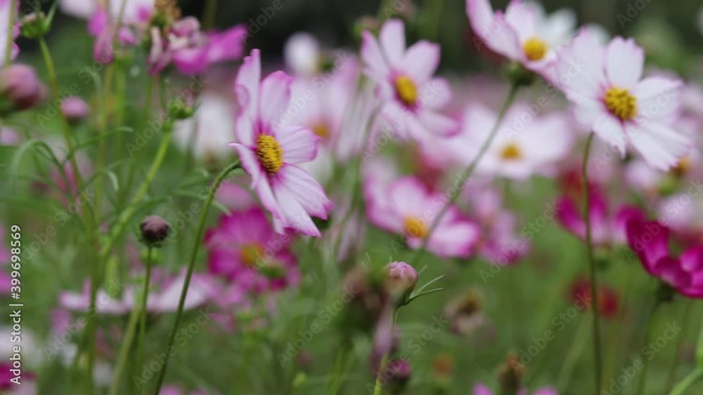 Beautiful flower field cosmos in the outdoor garden. Beautiful flower field cosmos in the outdoor garden.