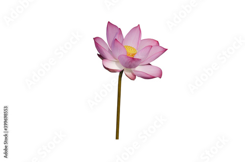 Pink Lotus flower isolated on white background with Clipping Paths. © Nisathon Studio