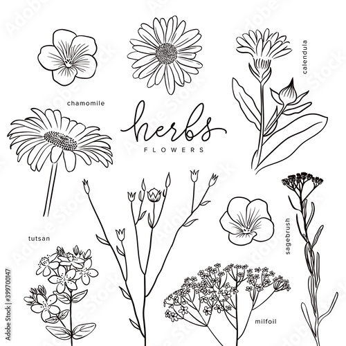 Healing herbs milfoil, tutsan, chamomile, calendula, sagebrush vector elements set