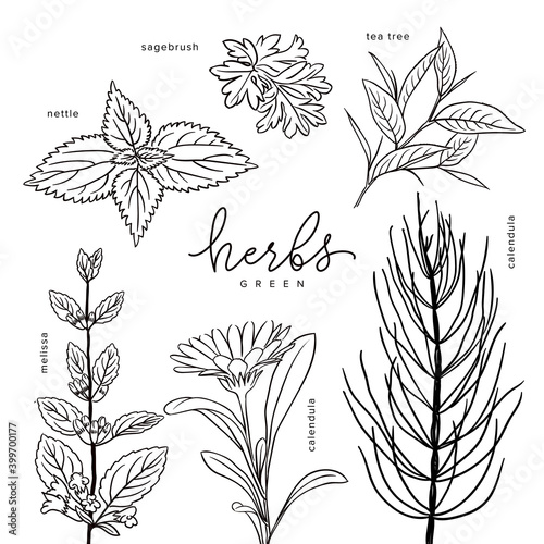 Healing herbs melissa, calendula, nettle, sagebrush, tea tree vector elements set